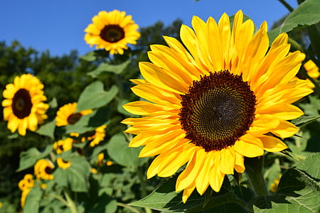 yellow Sunflowers in selective focus photography thumbnail