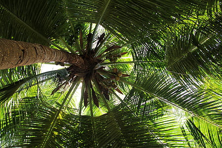 worm's eye view photo of coconut t ree thumbnail