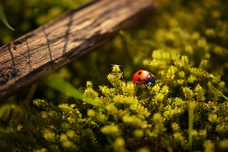 red seven-spotted ladybug perching on green plant in selective focus photography thumbnail