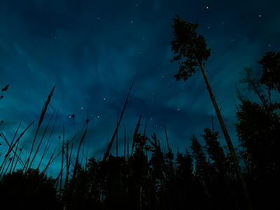 trees during nighttime thumbnail
