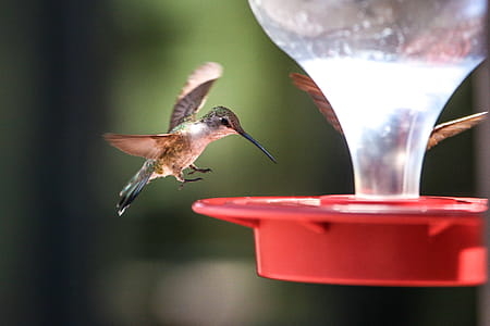 Red plastic hummingbird feeder with birds landing to feed. thumbnail