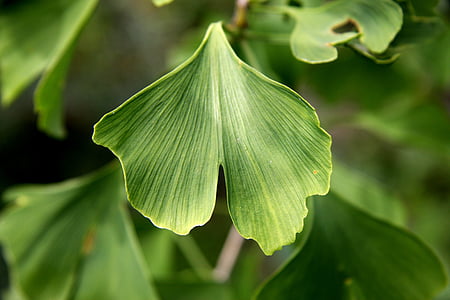 shallow focus photography of green leaf thumbnail