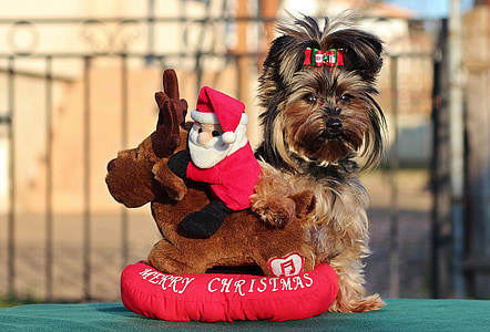 dog behind Santa Claus riding reindeer toy thumbnail