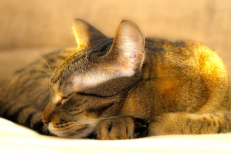 sleeping brown and black cat on white surface thumbnail