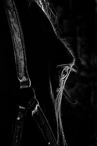 œil, eyes, horse, horse head, close up, equine thumbnail