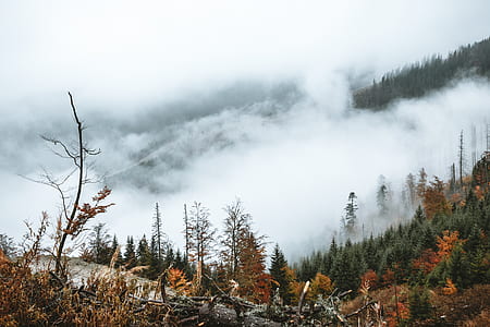 green trees thumbnail