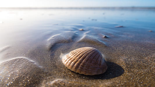 selective focus photography of brown shell washed ashore thumbnail