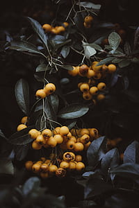 closeup photo of round fruits thumbnail