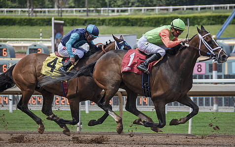 horse raising thumbnail