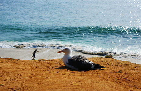 white and black bird on ground thumbnail