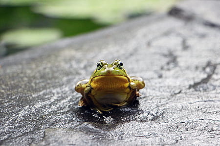 green frog on rock surface thumbnail