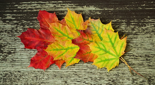 dried maple leaves on brown wooden board thumbnail