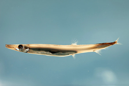 Barracudinas - Lestidium atlanticum thumbnail