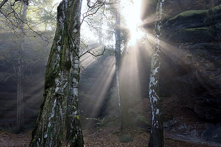 trees on dense forest thumbnail
