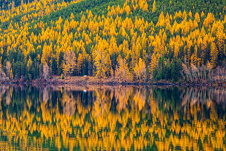 yellow petaled flowers reflected on body of water thumbnail