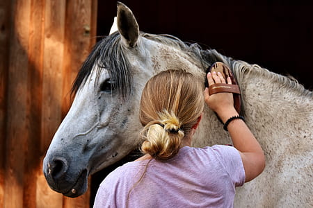 woman bathing white horse near wall thumbnail