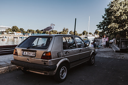 Seagull on a car roof thumbnail