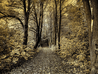 brown and white road between trees to the forest thumbnail