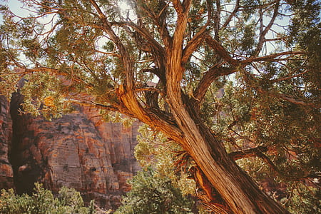 photo of a green tree near brown rock mountain thumbnail