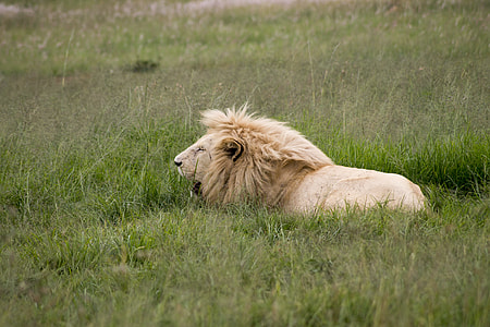 albino lion on green grass thumbnail