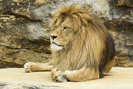 lion lying on brown stone at daytime thumbnail