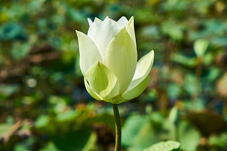 close-up photography white lotus flower thumbnail