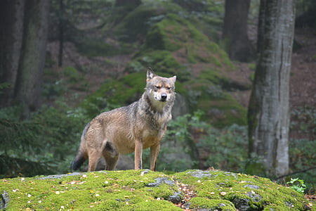 brown and gray wolf standing on moss covered stone at daytime thumbnail