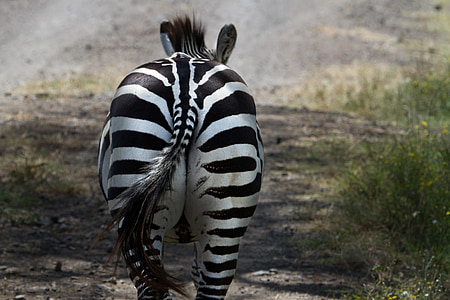 zebra during daytime thumbnail
