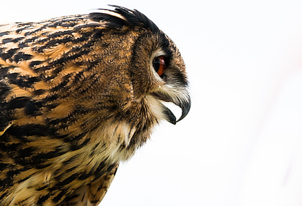 brown bird thumbnail