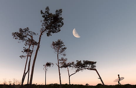 Half Moon and Silhouette of Trees thumbnail