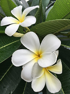 selective focus photo of white-and-yellow plumeria flowers thumbnail