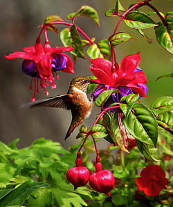 green and brown hummingbird perched on red-and-purple fuchsia flowers thumbnail