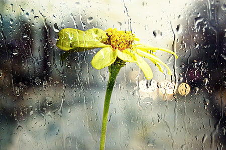 selective photography of yellow petaled flower thumbnail