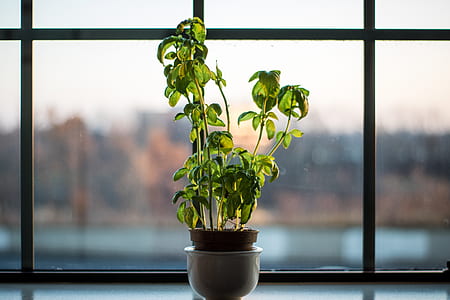green leafed plant in pot on window thumbnail