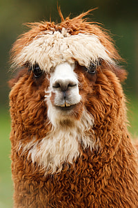 brown and white llama thumbnail