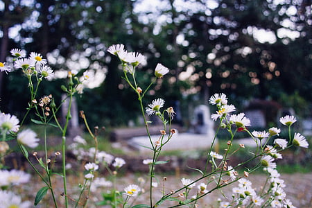 shallow focus photography of white daisies thumbnail