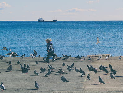 flock of pigeons on seashore thumbnail