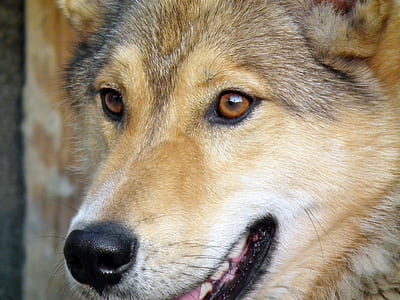 close-up photography of short-coated tan dog thumbnail