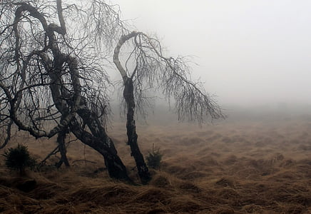 leafless tree beside dried grass during foggy daytime thumbnail