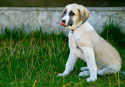 fawn and white Anatolian shepherd puppy with leash sitting on grass thumbnail