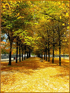 green and orange leaf tree with pavement in a middle thumbnail