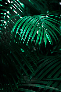 green leaf plant thumbnail
