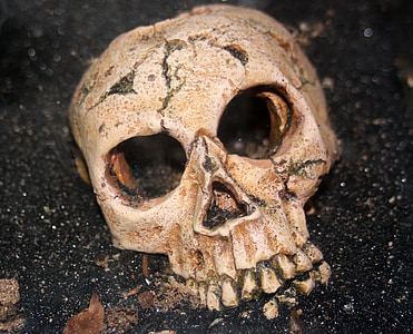 white skull on black surface thumbnail