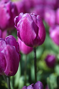 selective focus photography of purple flower thumbnail