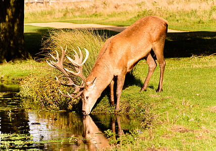 brown moose drinking water thumbnail