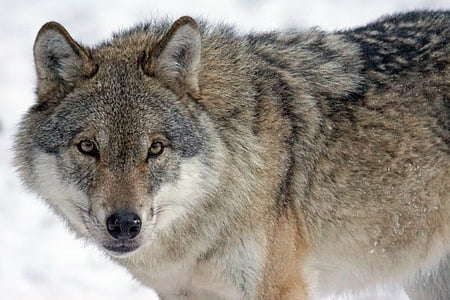 grey and black wolf thumbnail