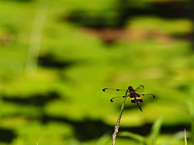 black and yellow dragonfly thumbnail