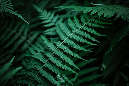 green grass thumbnail