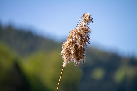 shallow focus photography of brown flower thumbnail