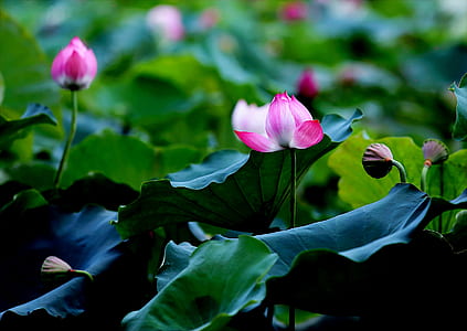 Selective Focus Photo of Pink and White Petaled Flowers thumbnail